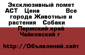 Эксклюзивный помет АСТ › Цена ­ 30 000 - Все города Животные и растения » Собаки   . Пермский край,Чайковский г.